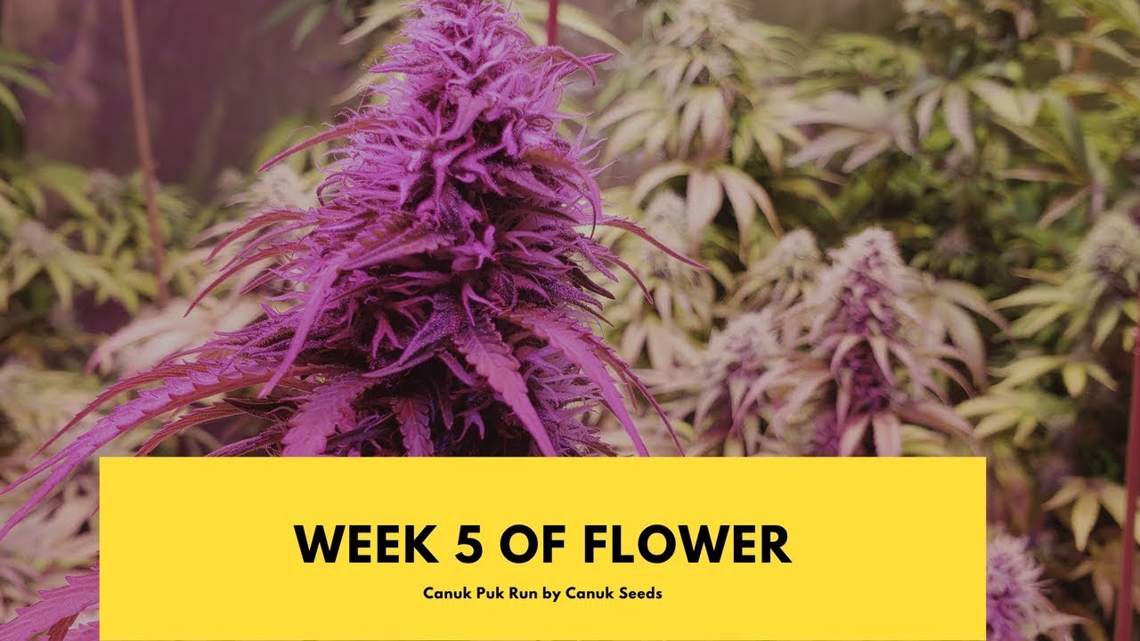 WEEK 5 OF FLOWER 🔴 SOG Style Cannabis Grow🔴
