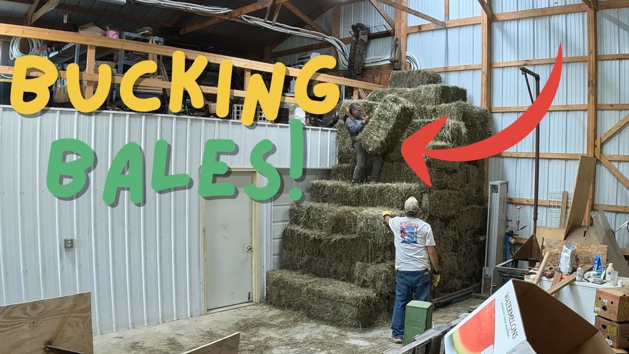 Stacking Hay In The Barn 
