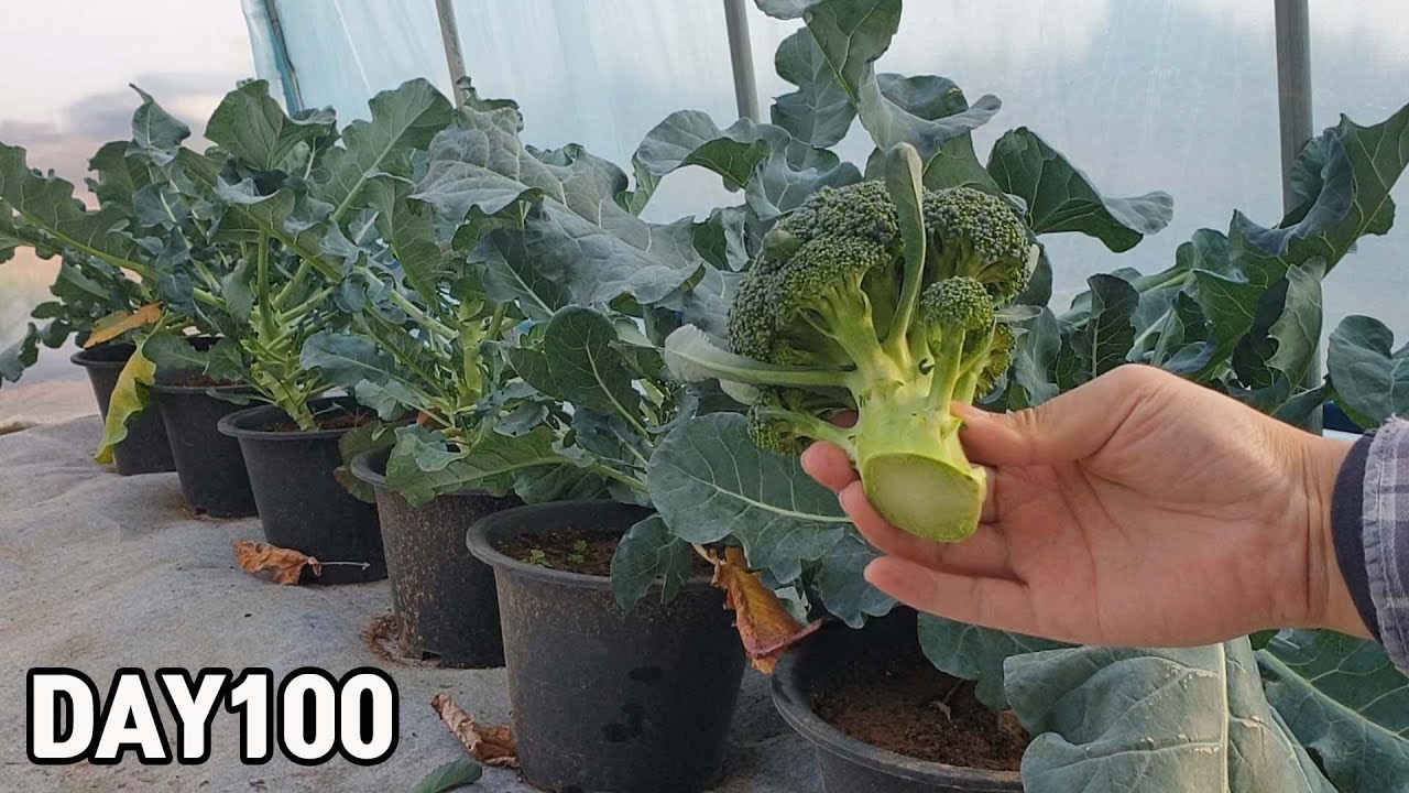 Урожай брокколи в 2021 году🥦