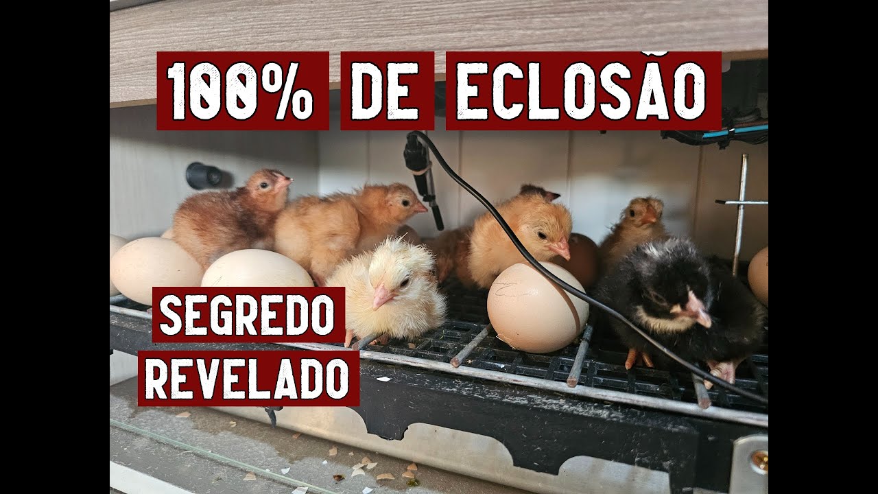 10 SUPER DICAS PARA TER 100% DE ECLOSÃO NA INCUBAÇÃO DE OVOS