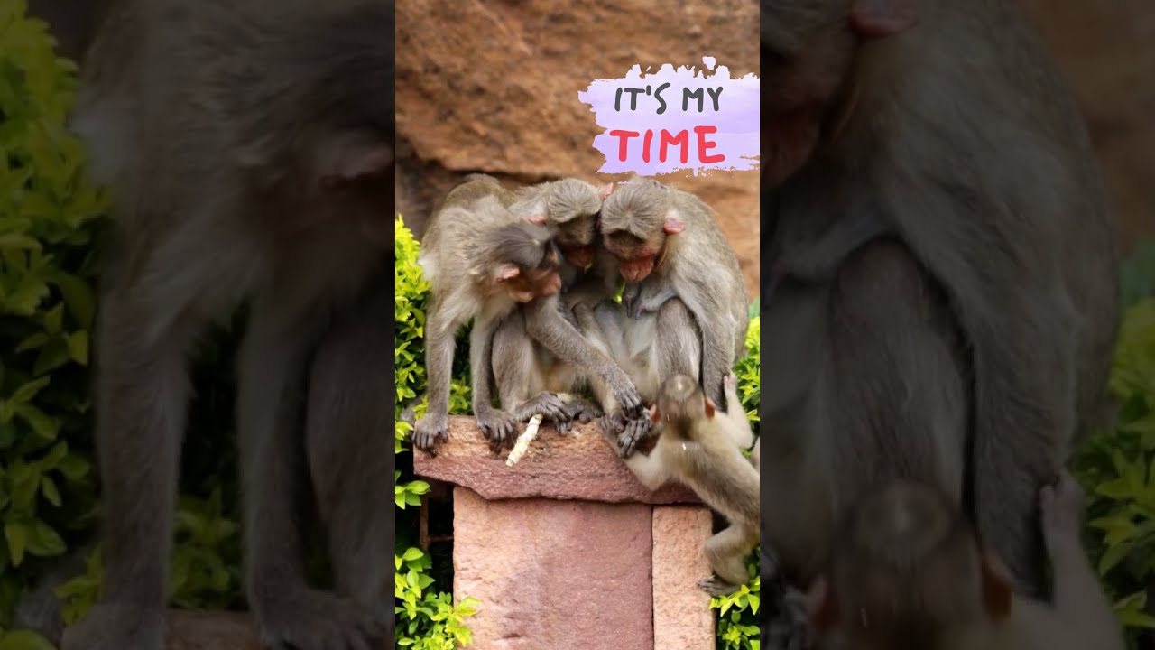 It's My Time... | Bonnet Macaque Monkey