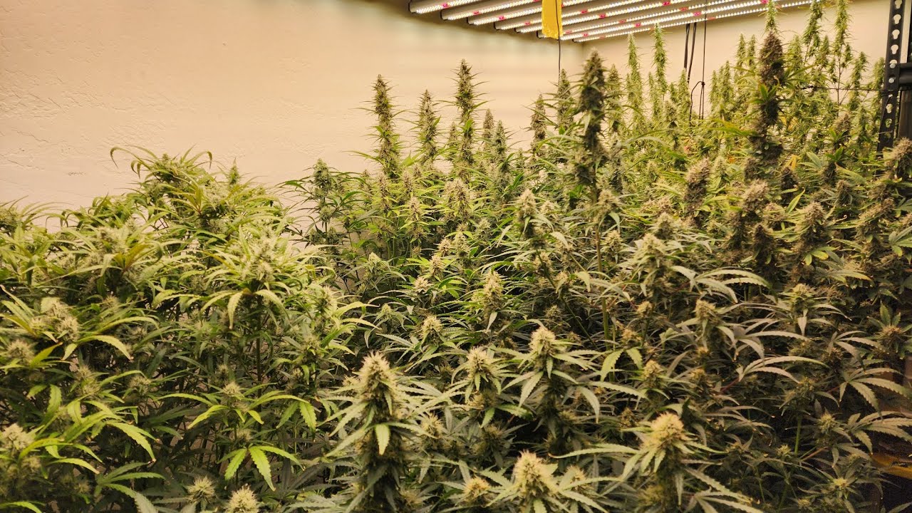 My 2025 Autoflowering Cannabis Run - 7 to 11 Weeks from Seed #grow #cannabis #diyautoflower
