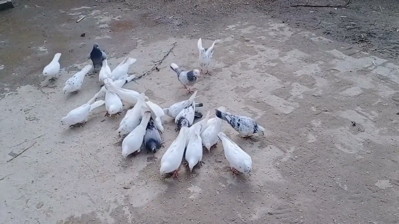 kabootar ky bachon main Nar or Mada ki pahchan karny ka sahi tarika