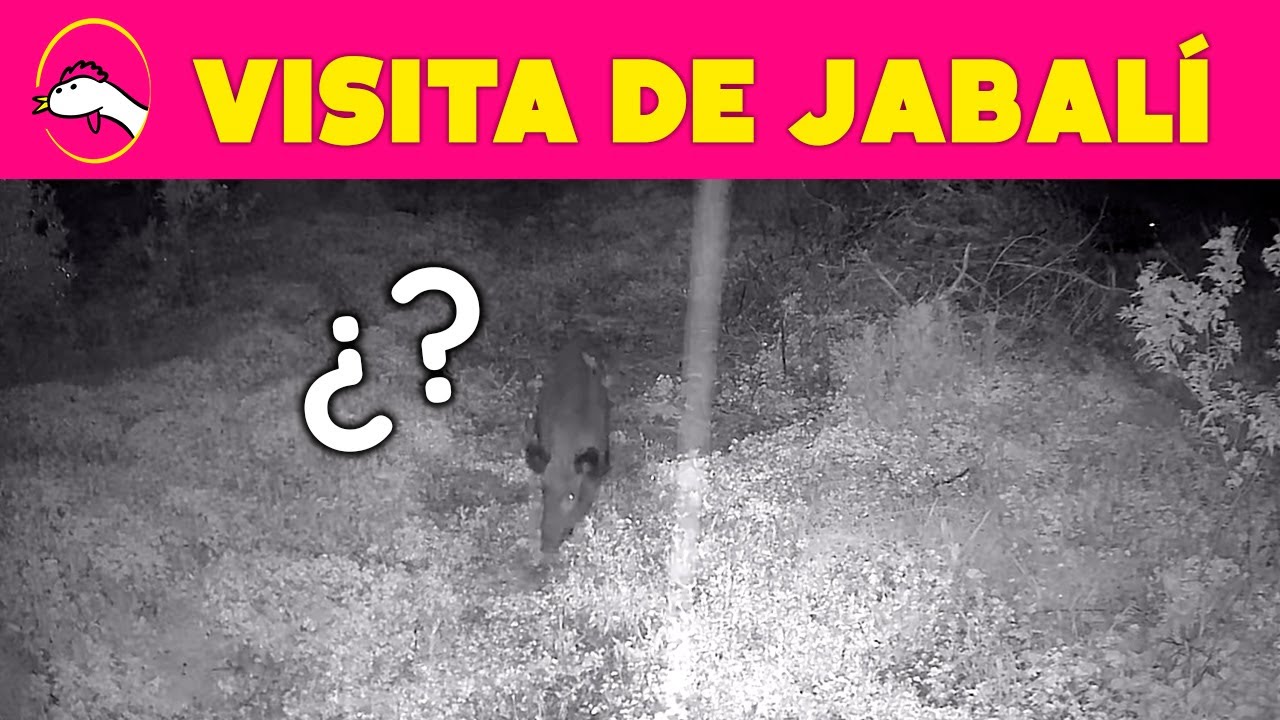 Nos visita UN JABALÍ (Episodio 3) | La Granja de Alicia 🐔🥚