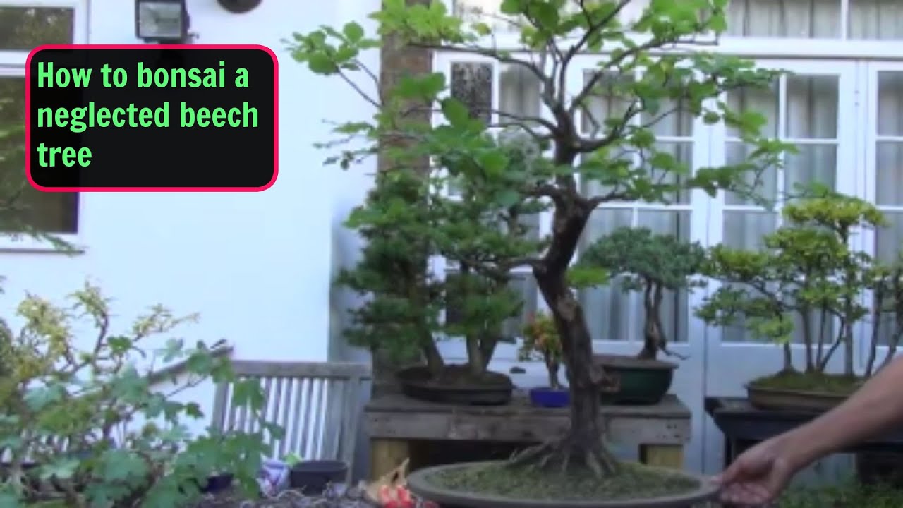 Neglected Beech Tree  Wired, Shaped, Pruned and tidied up Part 1