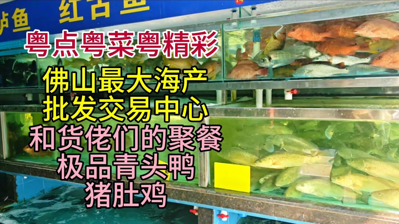 粤点粤菜粤精彩，佛山最大海产交易中心，和货佬的聚餐，极品青头鸭，猪肚鸡，粤语中字幕2026-2-11