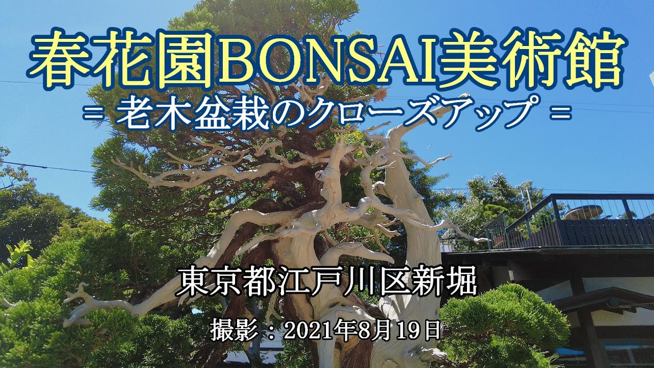 春花園BONSAI美術館 = 老木盆栽のクローズアップ = [4K] SHUNKAEN BONSAI MUSEUM = Close-up of old tree bonsai =