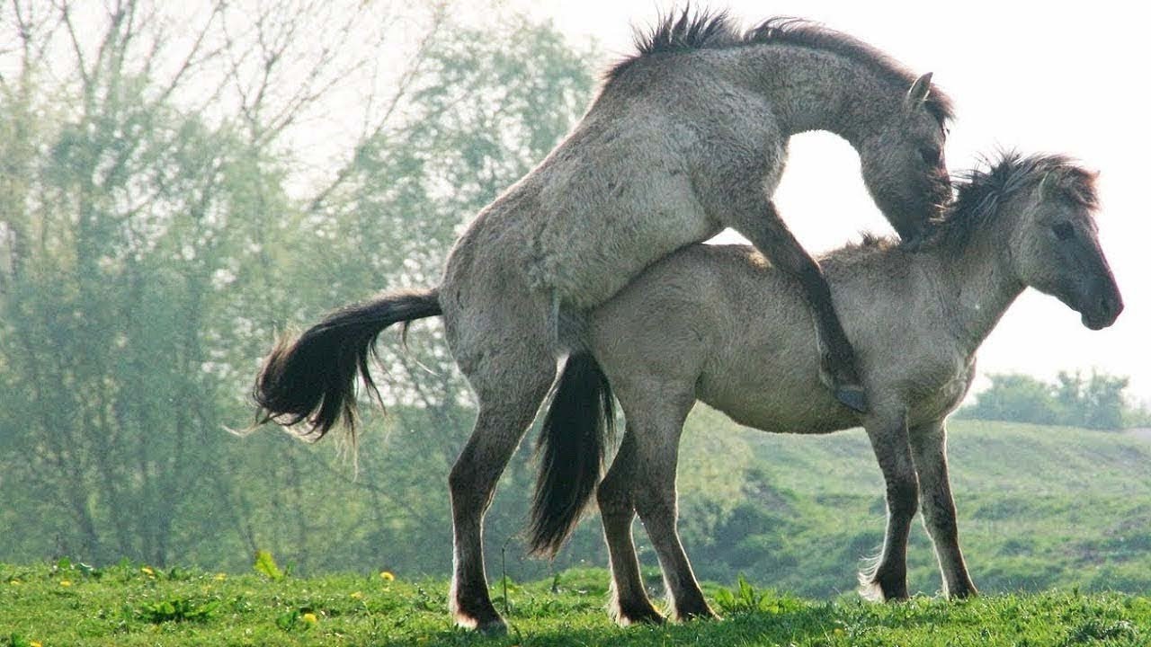 Thoroughbred Arab and Mustang Horse Crossing Method for Equestrians Horse Farmers