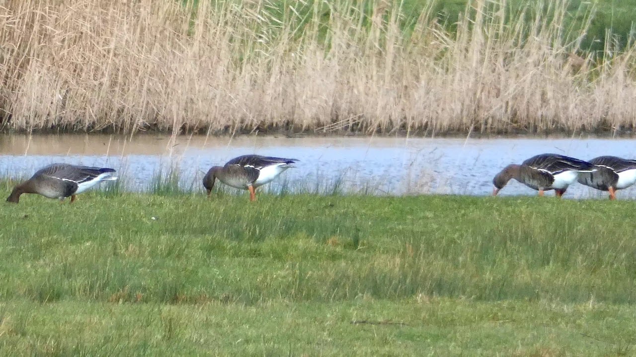 White-Fronted Geese, Goldcliff