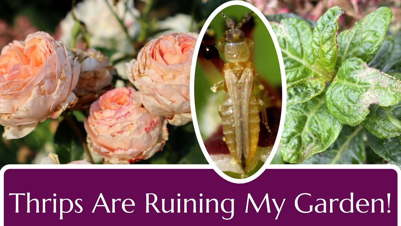 Thrips in the Garden: Damage and Control