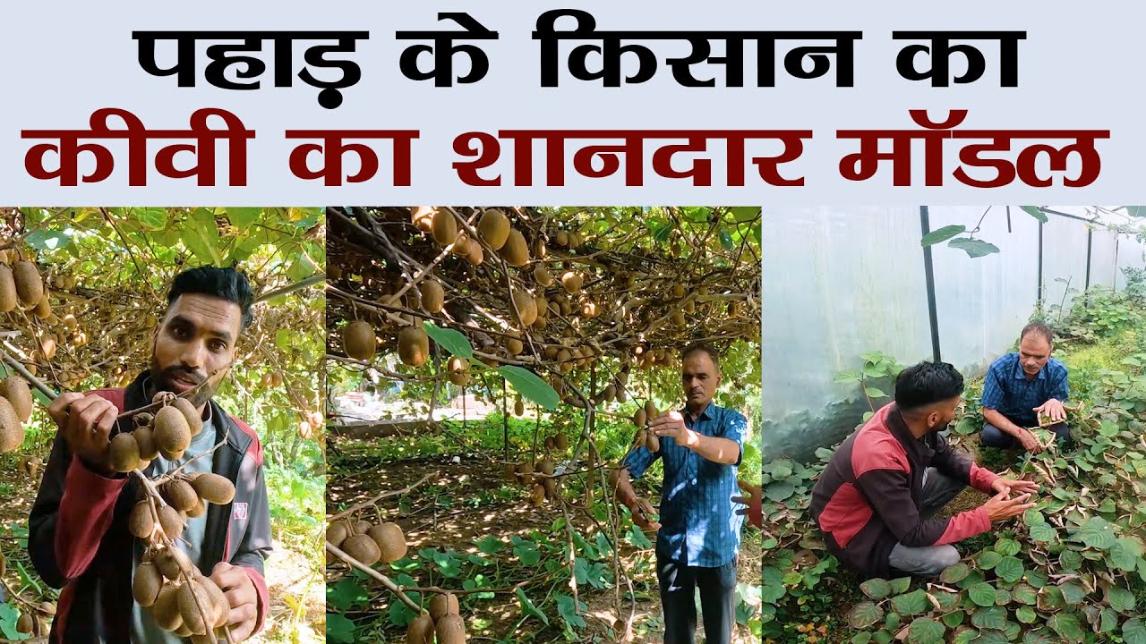पहाड़ी ने बंजर खेत मेंं कीवी उगाकर की लाखों की कमाई | Kiwi Farming | Uttarakhand | Devbhoomi Dialogue