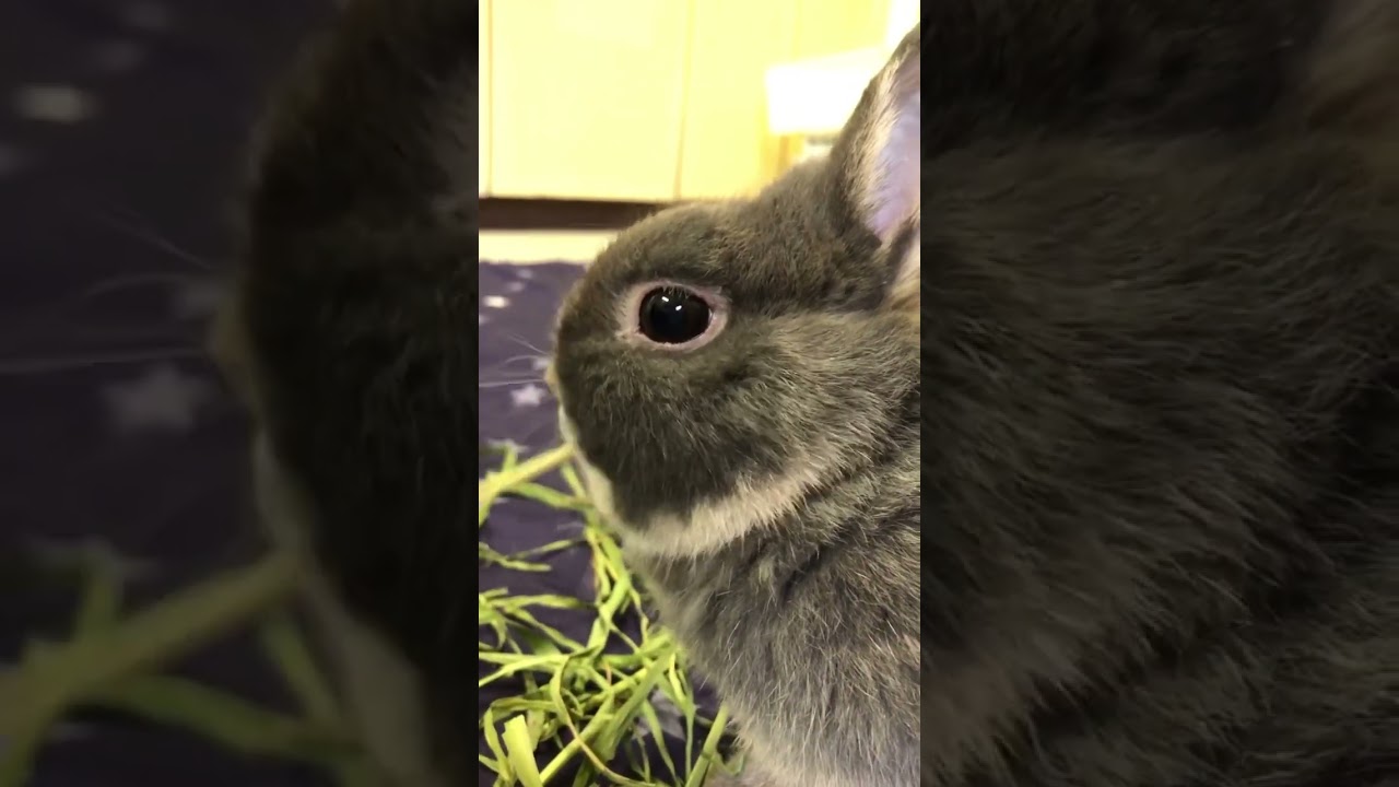 Profile of a rabbit eating young oats hay.If you think it's cute, please subscribe! #bunny #rabbit