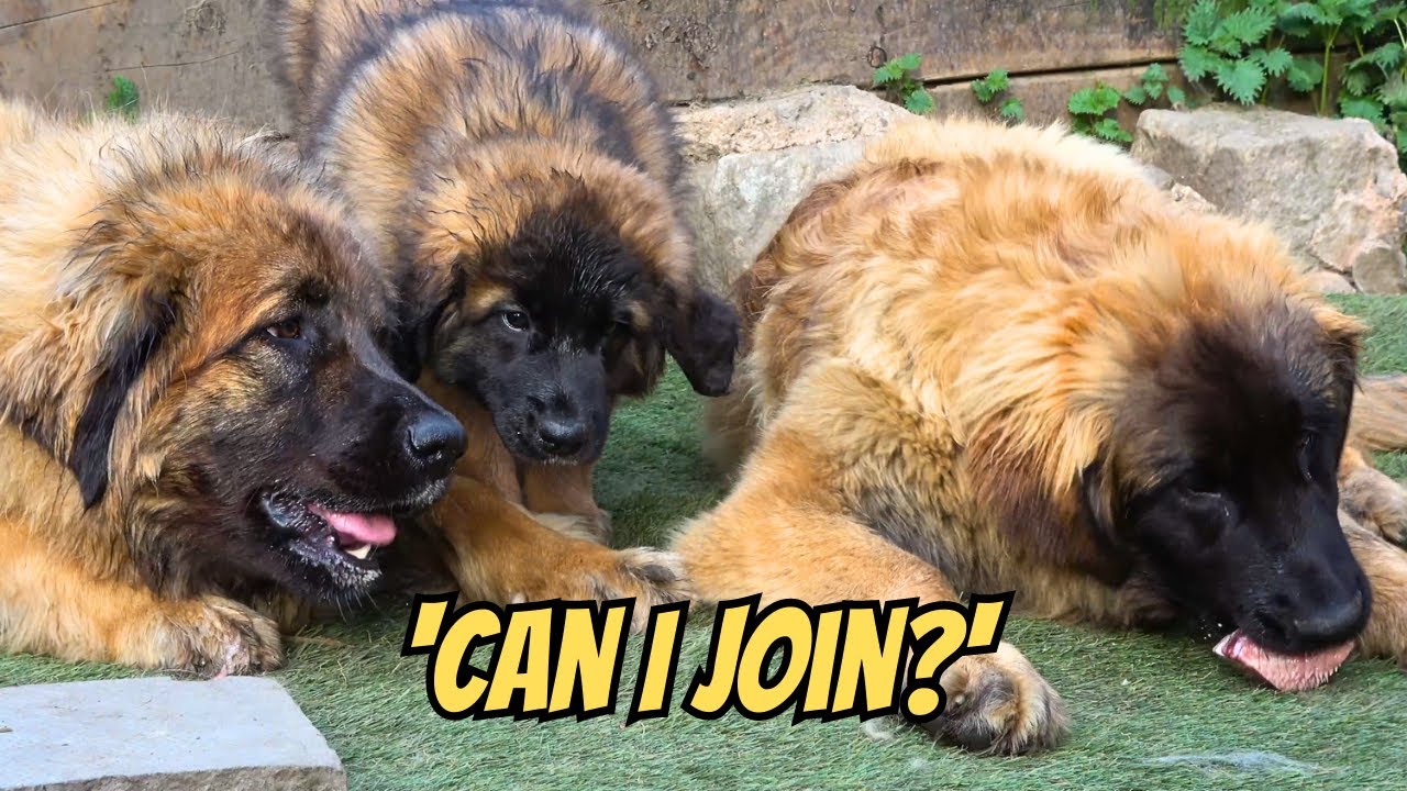 GIANT Leonberger Puppies Play with Little Puppies! - Cute Puppy Videos!