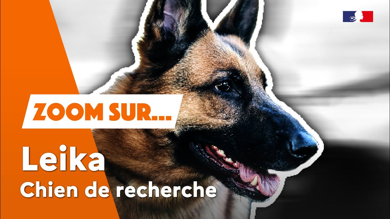 Leika, chien de recherche 🐾