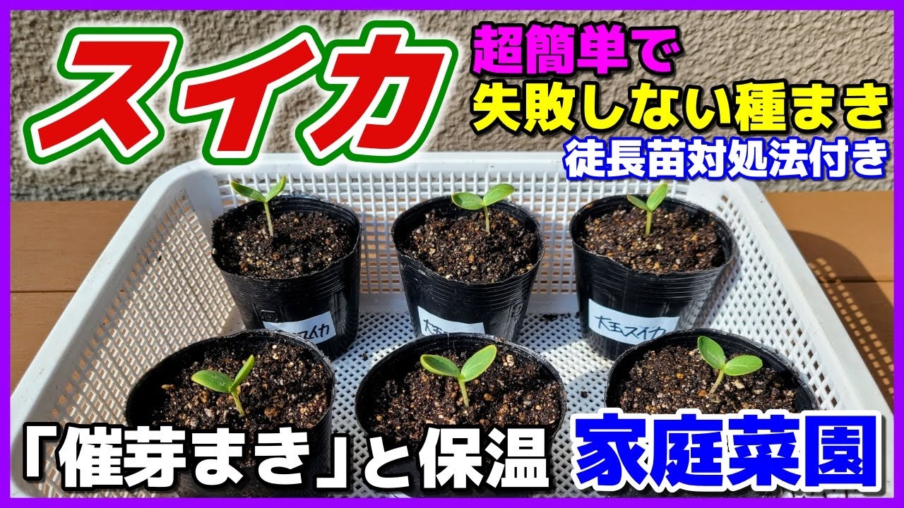 【スイカ】家庭でできる簡単で失敗しない種まきと保温法　徒長苗の対処　発芽が揃う催芽まき　大玉スイカ　夏武輝　スイカ栽培　マロ夫とマロの楽しい家庭菜園／貸し農園　家庭菜園