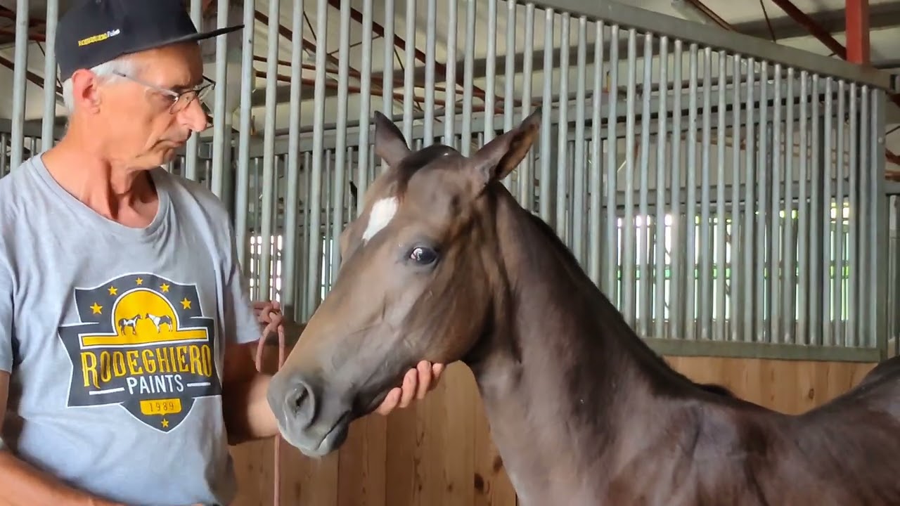 Horse foal | OTTO IN PUNTO R - 6 months old APHA Brown colt