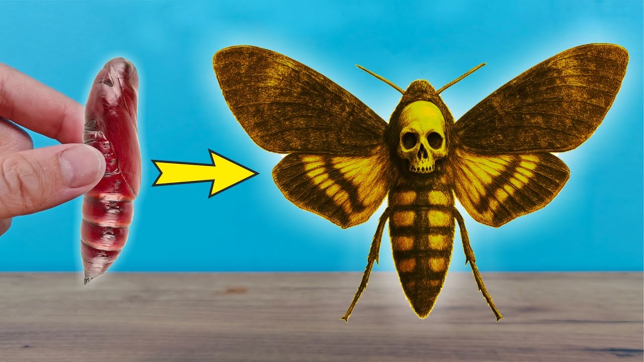 Как вырастить самую жуткую бабочку в мире. Бражник Мертвая голова! 💀