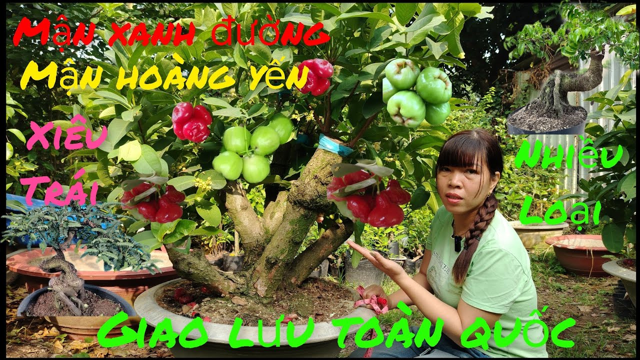 14/3 Giao lưu .Mận xanh đường .mận hoàng yến .sung .khế quái .chòi mòi .#lh0382354700# Baosíp ...