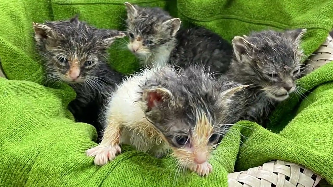 Kitten ohne Mutter, ausgesetzt Teil 1: Gerettet!!