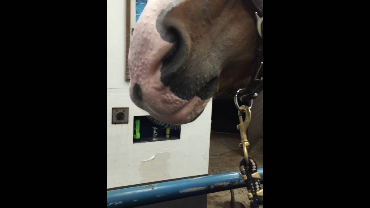 Peebs sheath cleaning