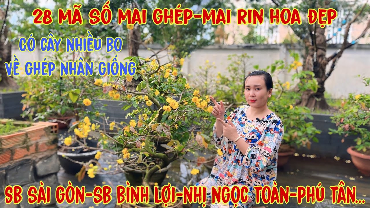 1-3☎️0706938527 Quế Anh ☎️🌳Mai Vàng Giá Rẻ🌳sbsg-sbbl-nhị ngọc toàn-giảo phú tân-giảo hương chùm🌳