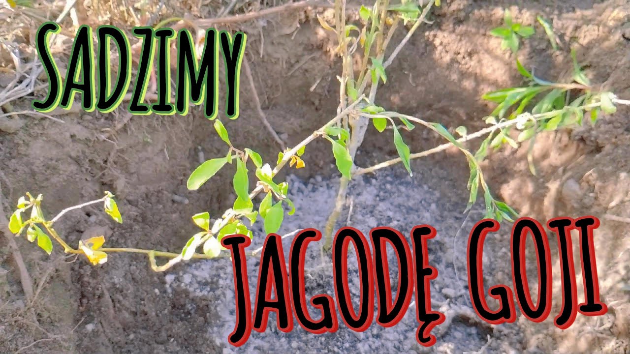 Sadzenie Jagody Goji - jak to zrobić?