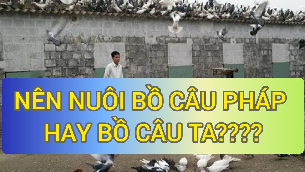 NÊN NUÔI CHIM BỒ CÂU PHÁP HAY BỒ CÂU TA????