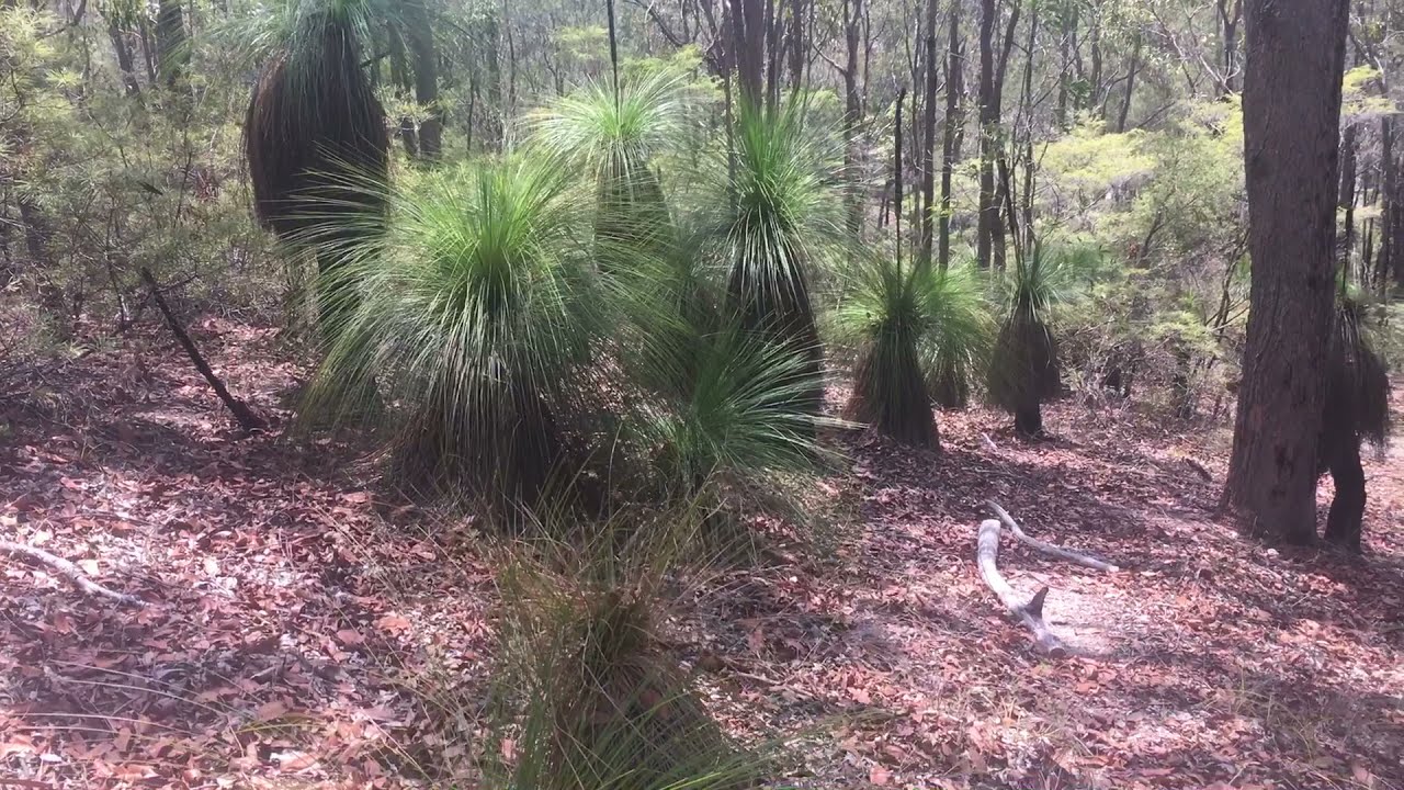 Fantastic Suburban bushwalking in Brisbane - hear the Cicadas in Tropical Summer 🎈