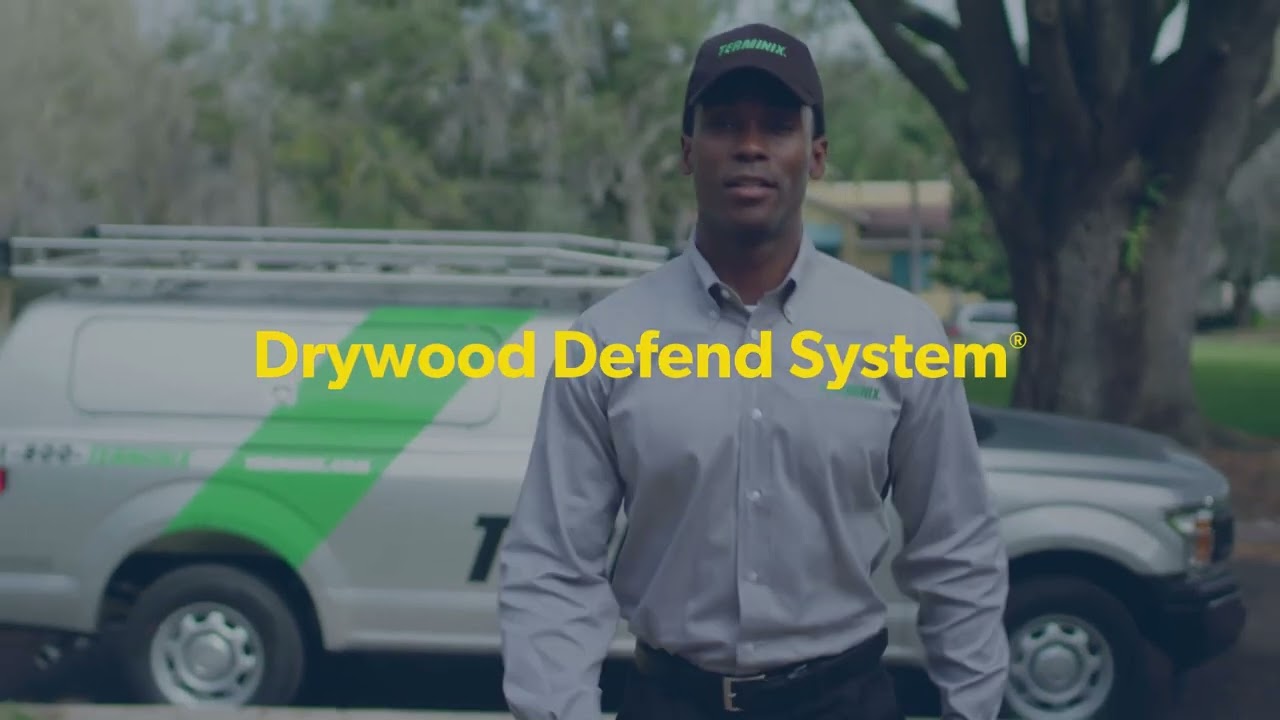 What are Drywood Termites?