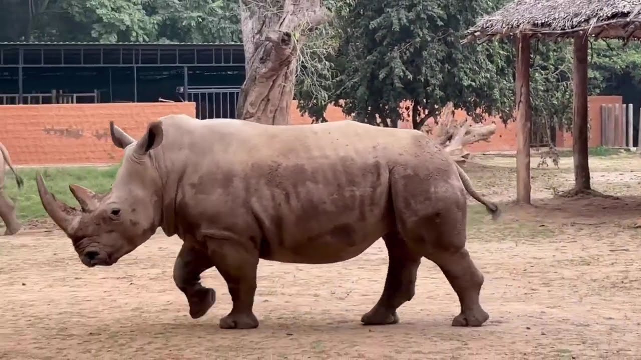 Mysore Zoo : A Haven for Animal Lovers