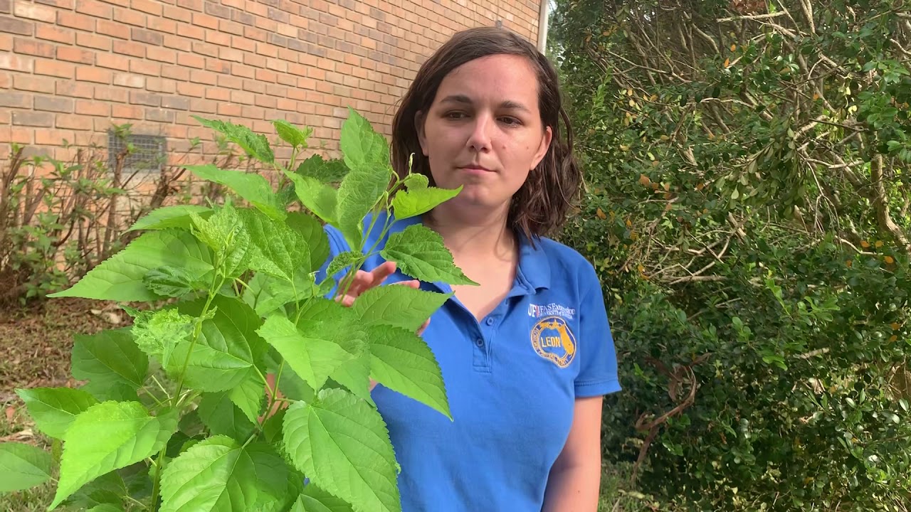 Planting Mulberry Cuttings