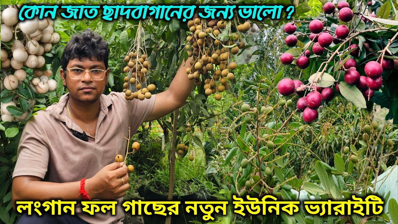 ছাদবাগানে ও বাড়ির বাগানের সেরা ৫ টা লংগান |Top5 longon Fruit Verity in Rooftopgarden