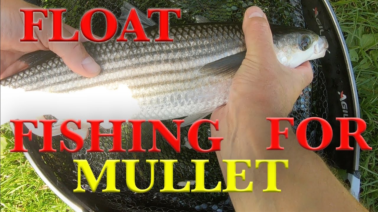 FLOAT FISHING FOR MULLET WITH BREAD FLAKE