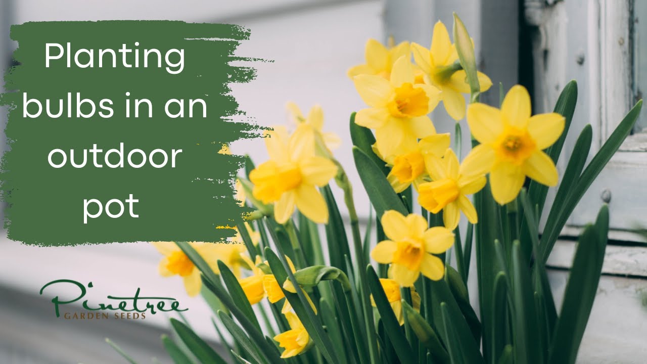 Garden Tips: Planting Tulip and Daffodil Bulbs in a Pot