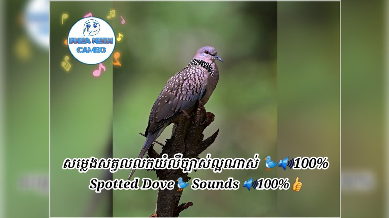 សម្លេងសត្វលលក 🐦យំលឺច្បាស់ល្អណាស់ 🐦🔊100% | Spotted Dove 🐦Call bird sounds🔊100%👍