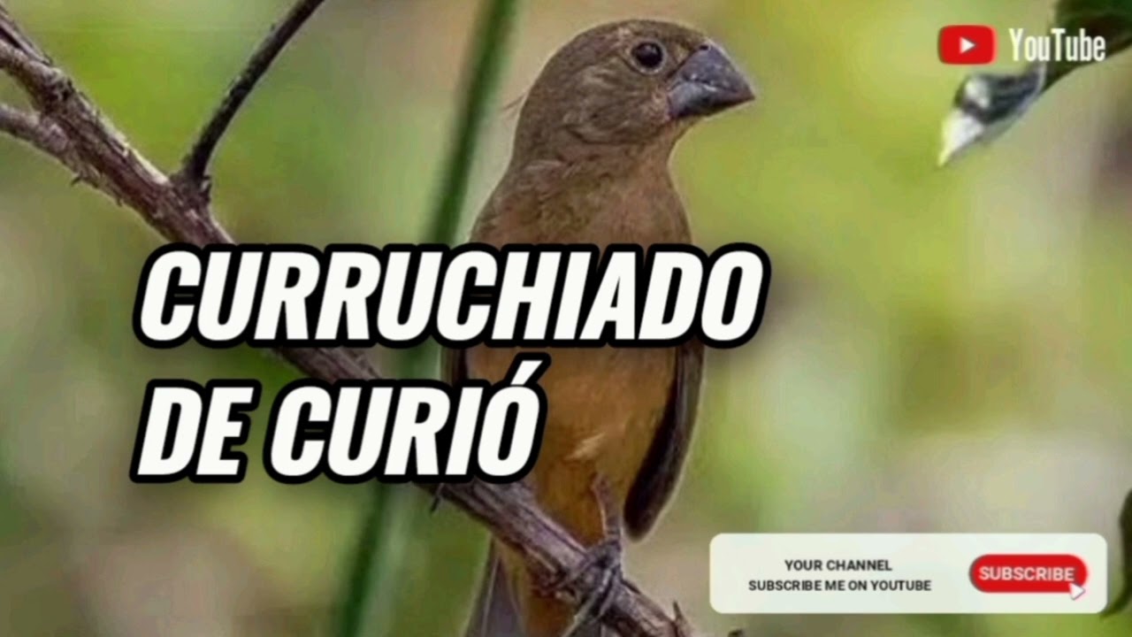 Curruchiado de curi&oacute;, muito bom #curiopreiros #curi&oacute; #curiopardo #ca&ccedil;adas #curiocantando #natureza
