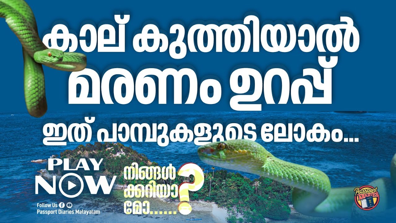 ഈ ദ്വീപിലെ ഭരണം പാമ്പുകൾക്ക്...കാല് കുത്തിയാൽ മരണം ഉറപ്പ് | SNAKE ISLAND | ILHA DA QUEIMADA GRANDE