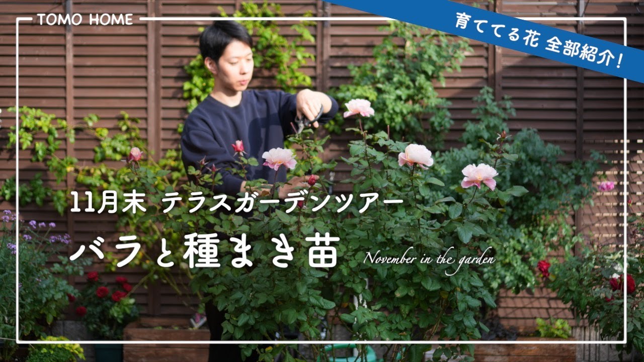 【11月末】庭の花を全部紹介・バラや種まき苗の様子