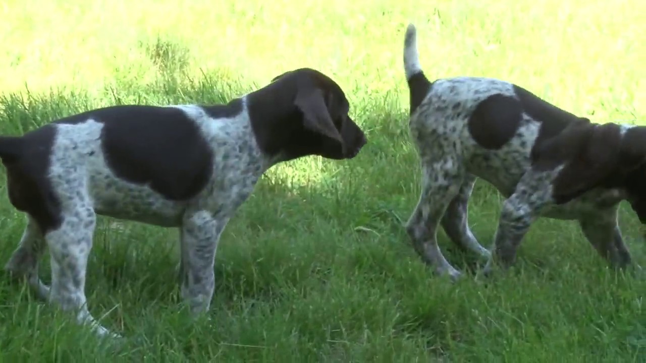 German Shorthaired Pointer Puppy Fun