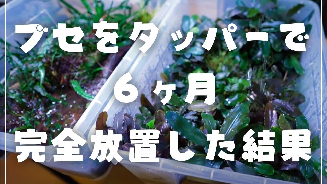ブセファランドラのタッパー管理で６ヶ月放置した結果【アクアリウム】育て方 パルダリウム 陰性水草レイアウト