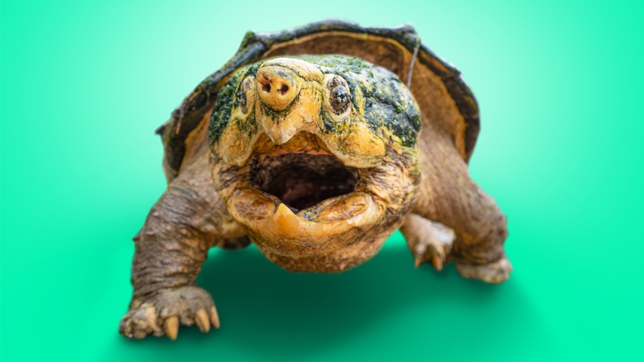 Huge, Rehabilitated Snapping Turtle Gets Released In Our Backyard!