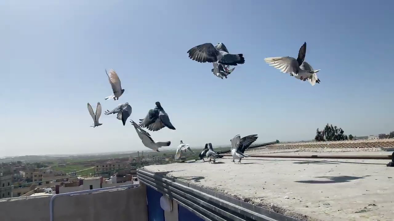 اول فزعه للحمام الجديد 🔥