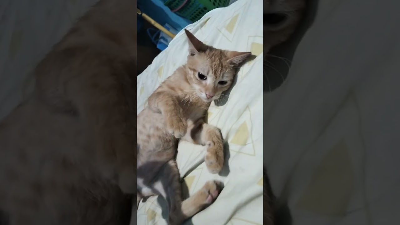 My cats at home #cats #catlover #mystressreliever #mylovecat #youtube 