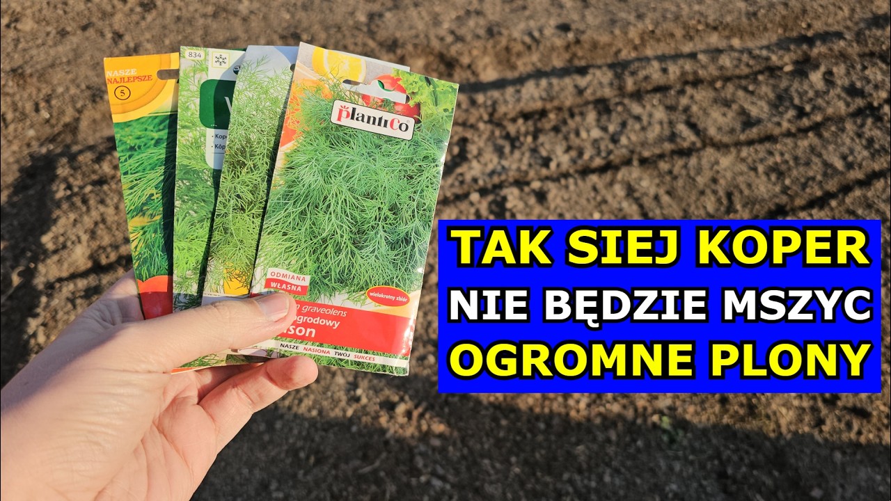 TAK SIEJ Koper - Będą Ogromne Plony, Koperek NIE PADNIE po Wschodach. Siewy Kopru ogrodowego Uprawa.