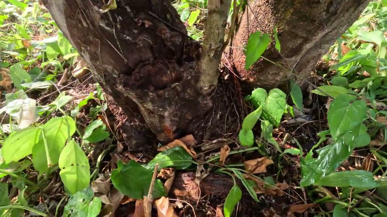 Watering the Lychee, Rambutan and cherry trees; BONUS, HOW toi get around a badly damaged Cambium.