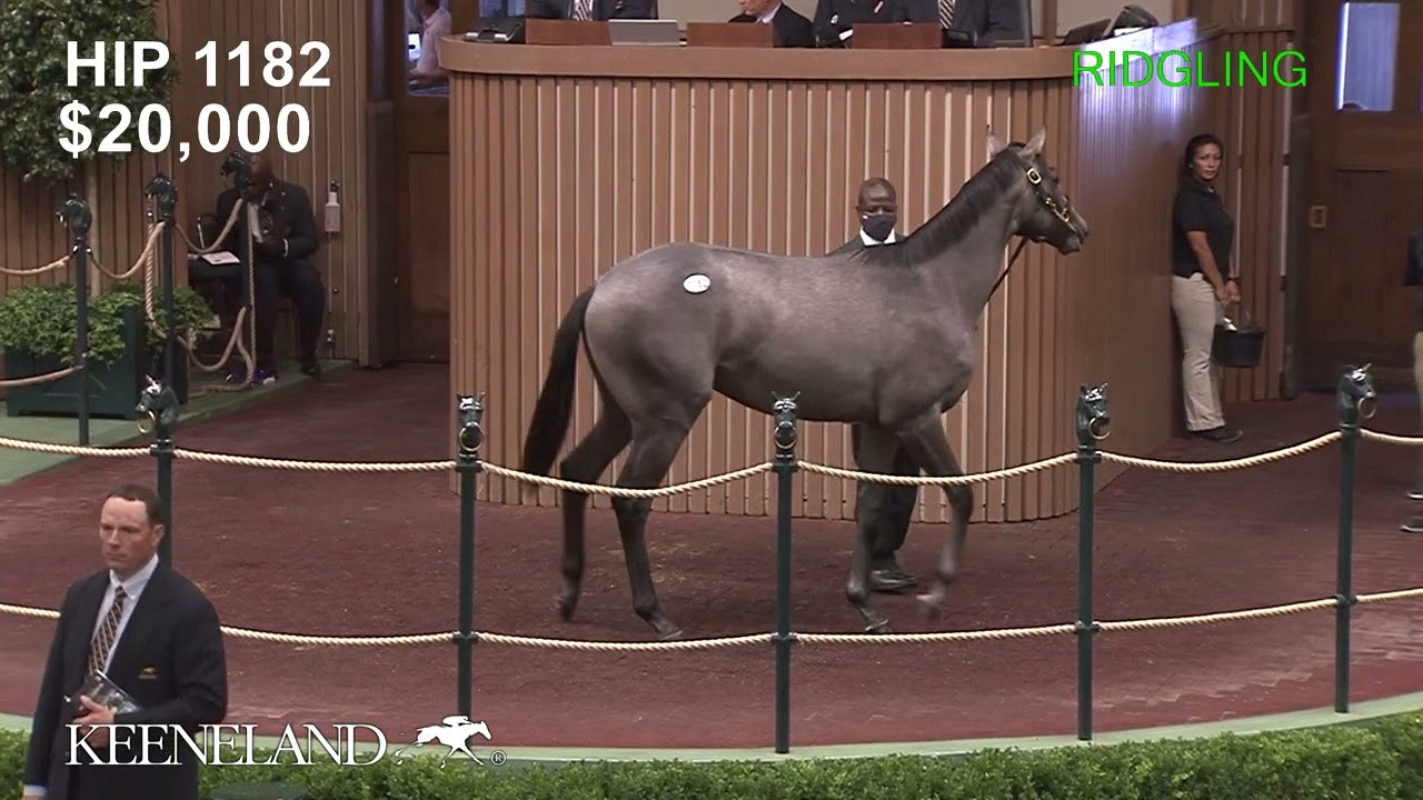 2023 Belmont (G1) Winner Arcangelo sells as Hip 1182 at 2021 Keeneland September