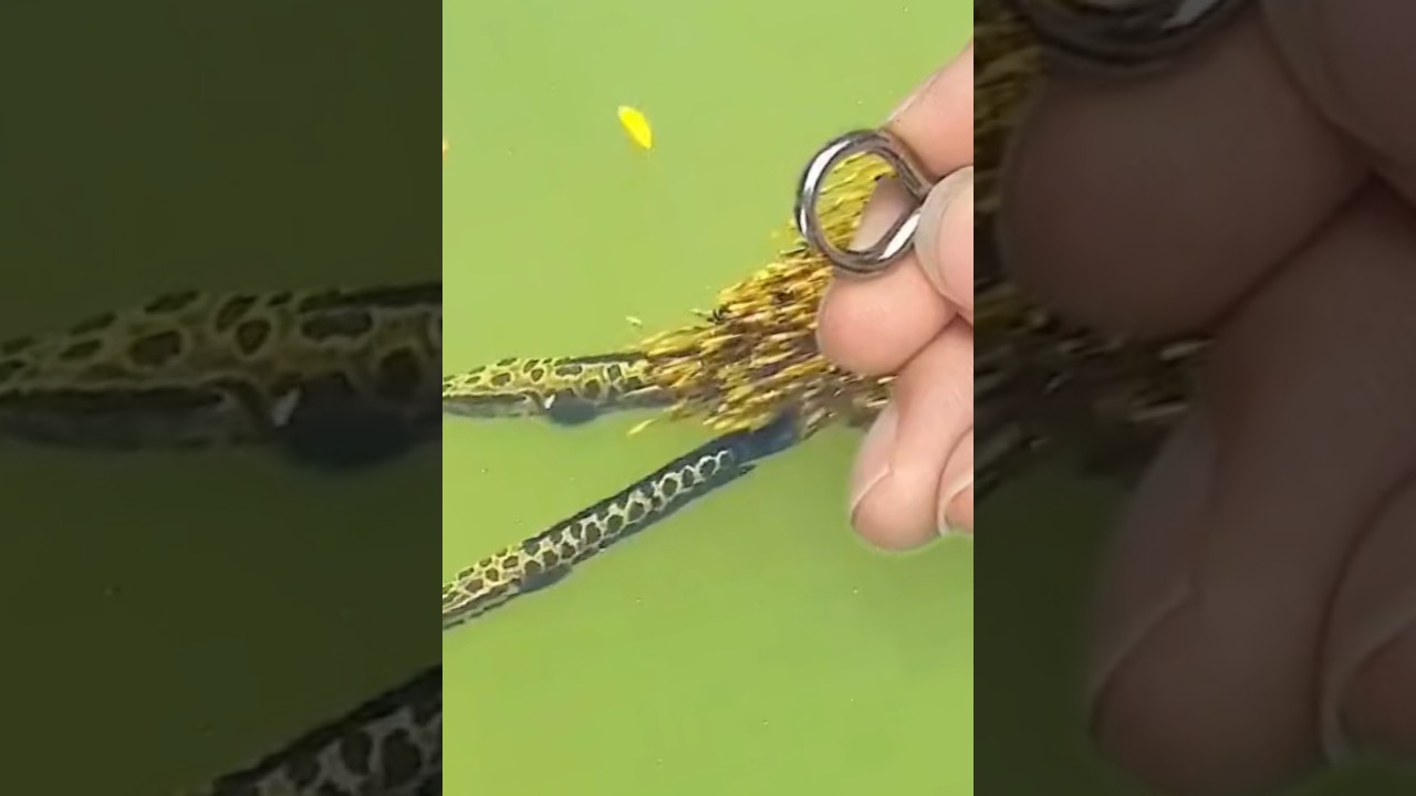Cá lóc bông nuôi con 
