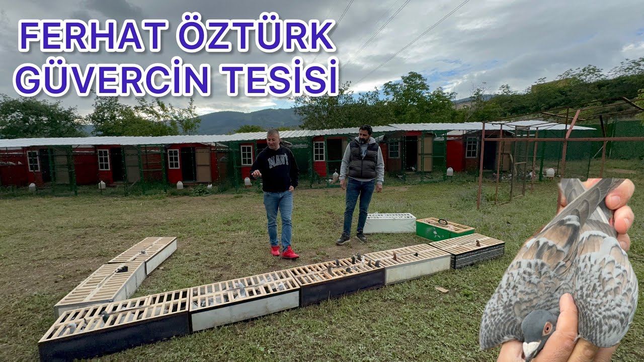ÇAYI ÇEKİRDEĞİ ALIN YASLANIN GERİYE  ARDİOZA KARYAĞDI POSTA KIVIRCIK MÜLEMANS BALON VS PUANLARIYLA