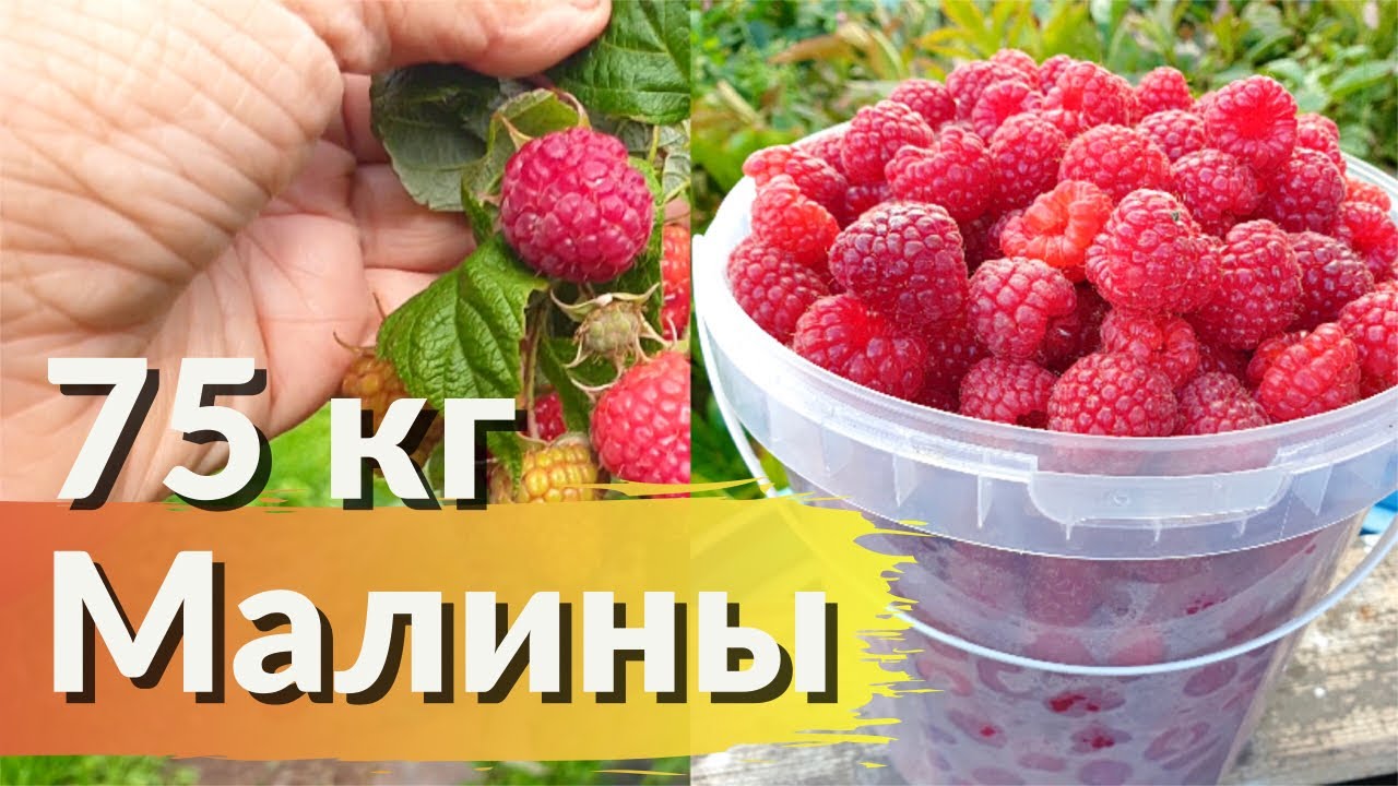 Ремонтантная Малина Полька. Лучшие Сорта Малины!
