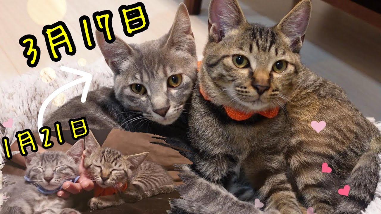保護猫兄弟が我が家に来て二か月！すっかりお兄さんに？なりました【熊次郎と虎次郎】